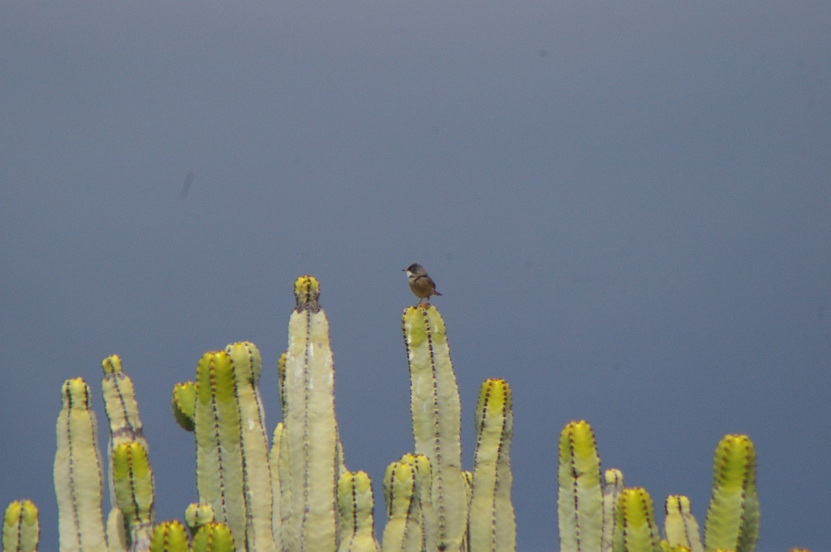 Spectacled Warbler - ML614086506