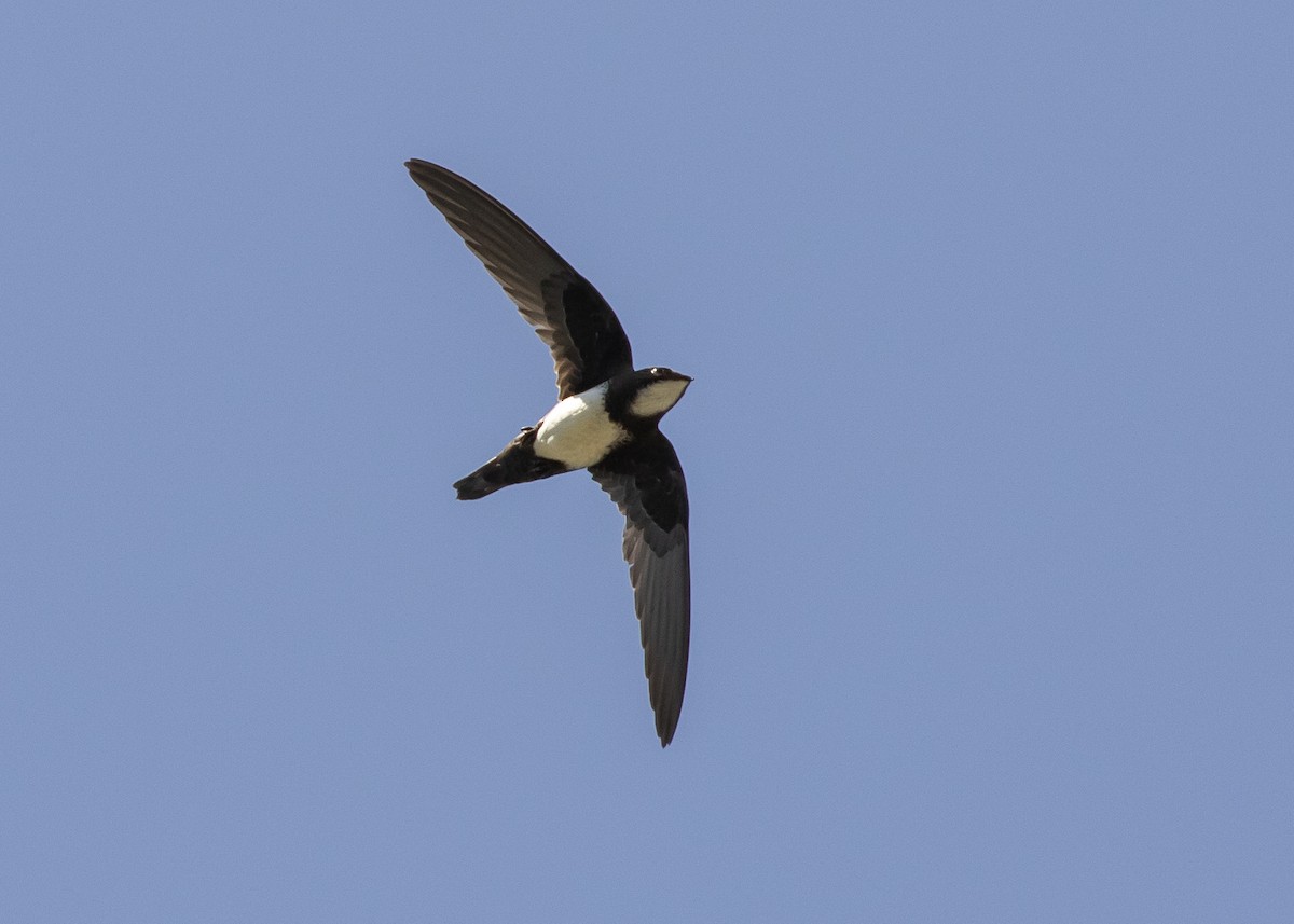 Alpine Swift - Moditha Kodikara Arachchi