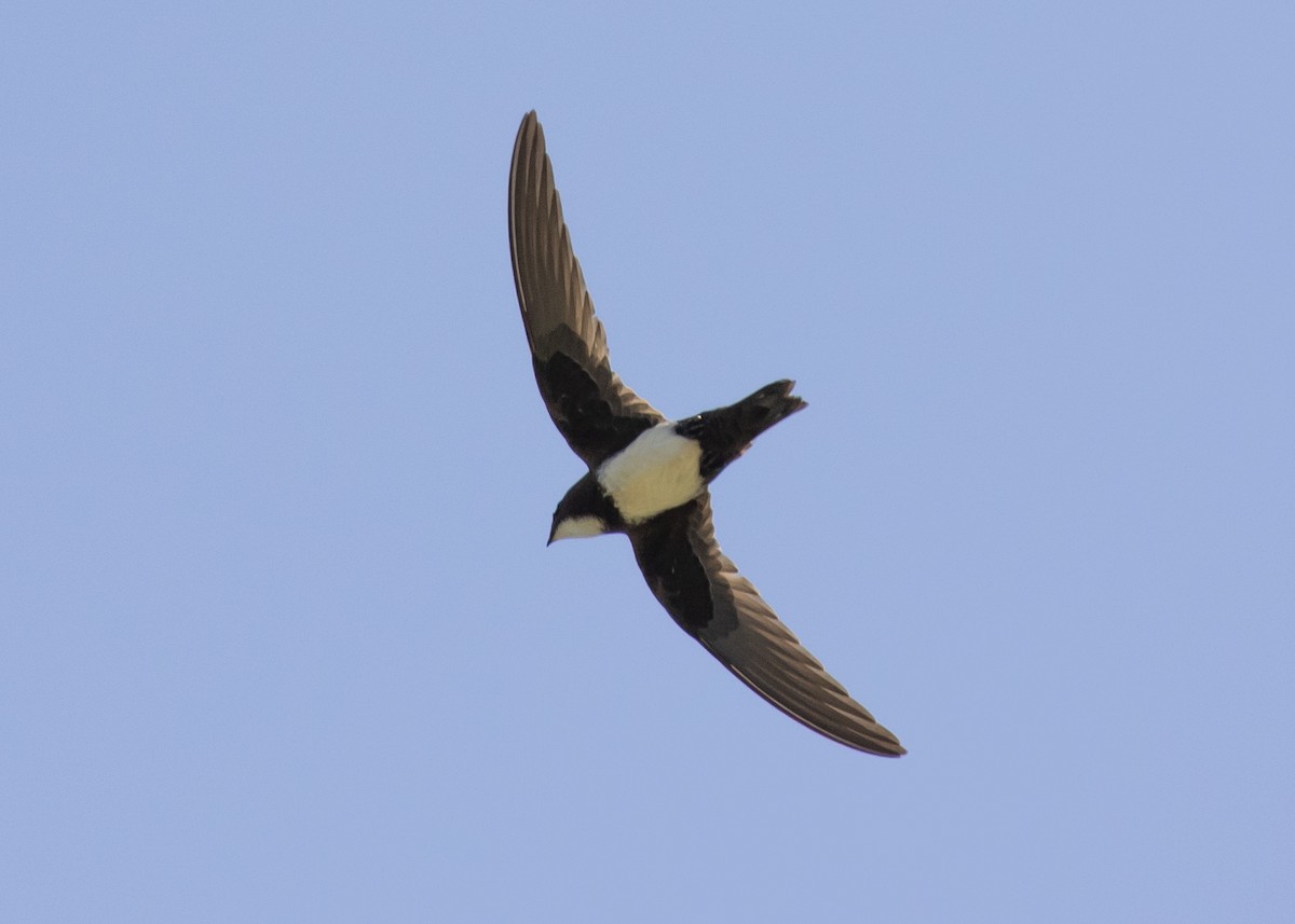 Alpine Swift - Moditha Kodikara Arachchi