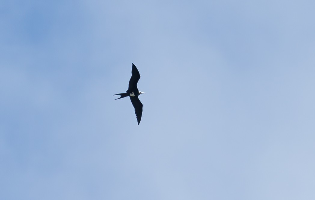 Lesser Frigatebird - ML614086540