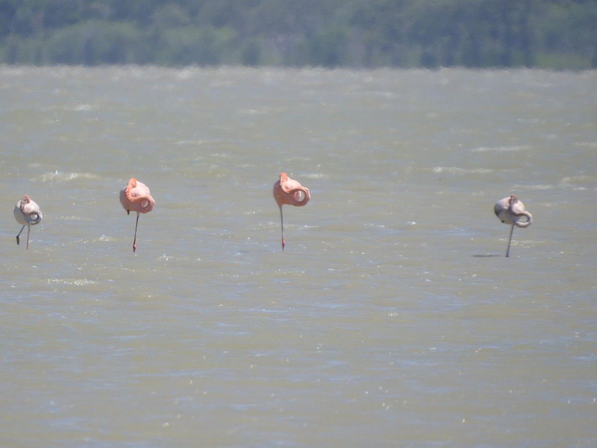 American Flamingo - ML614086542