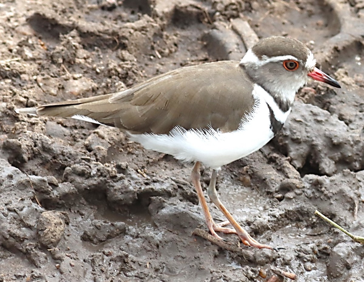 Three-banded Plover - Michael Mosebo Jensen