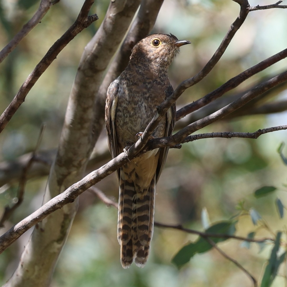 Fan-tailed Cuckoo - Chris Chapman