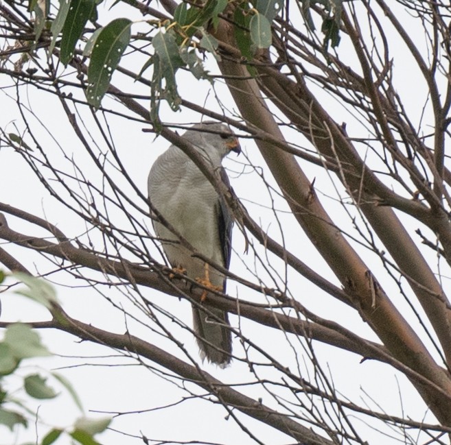 Gray Goshawk - ML614086640