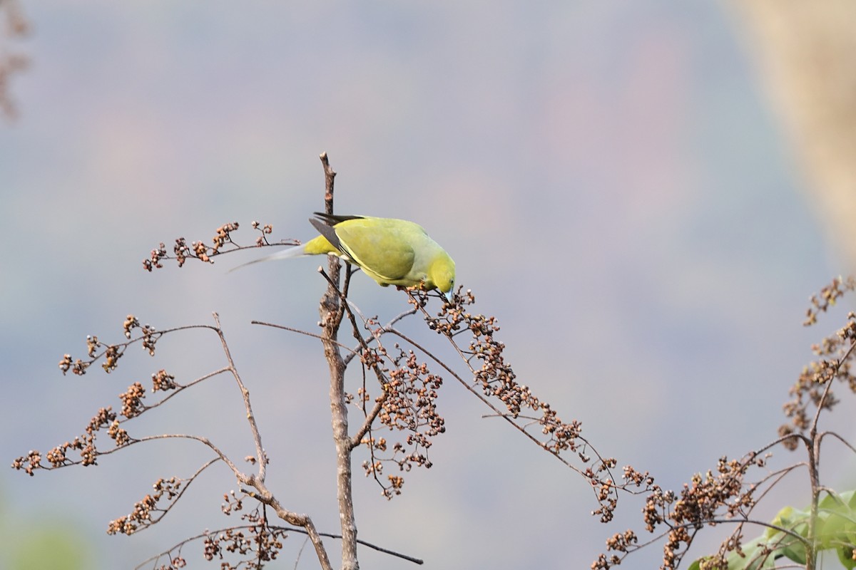 Pin-tailed Green-Pigeon - Rahul  Singh