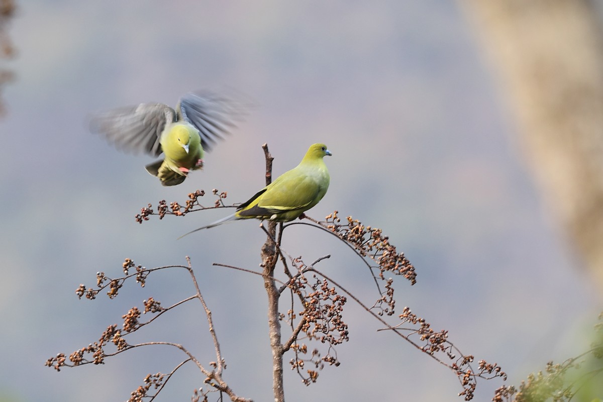 Pin-tailed Green-Pigeon - Rahul  Singh