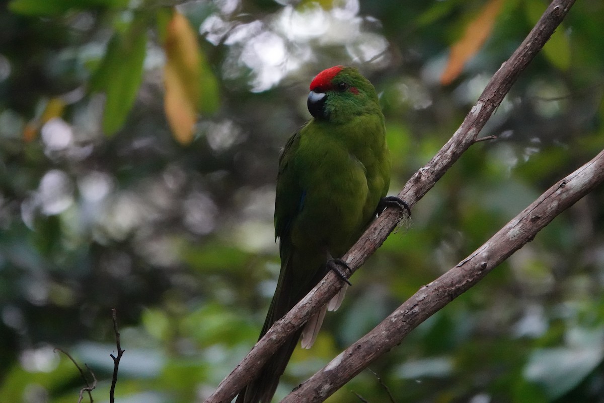 Norfolk Island Parakeet (Norfolk I.) - ML614086670