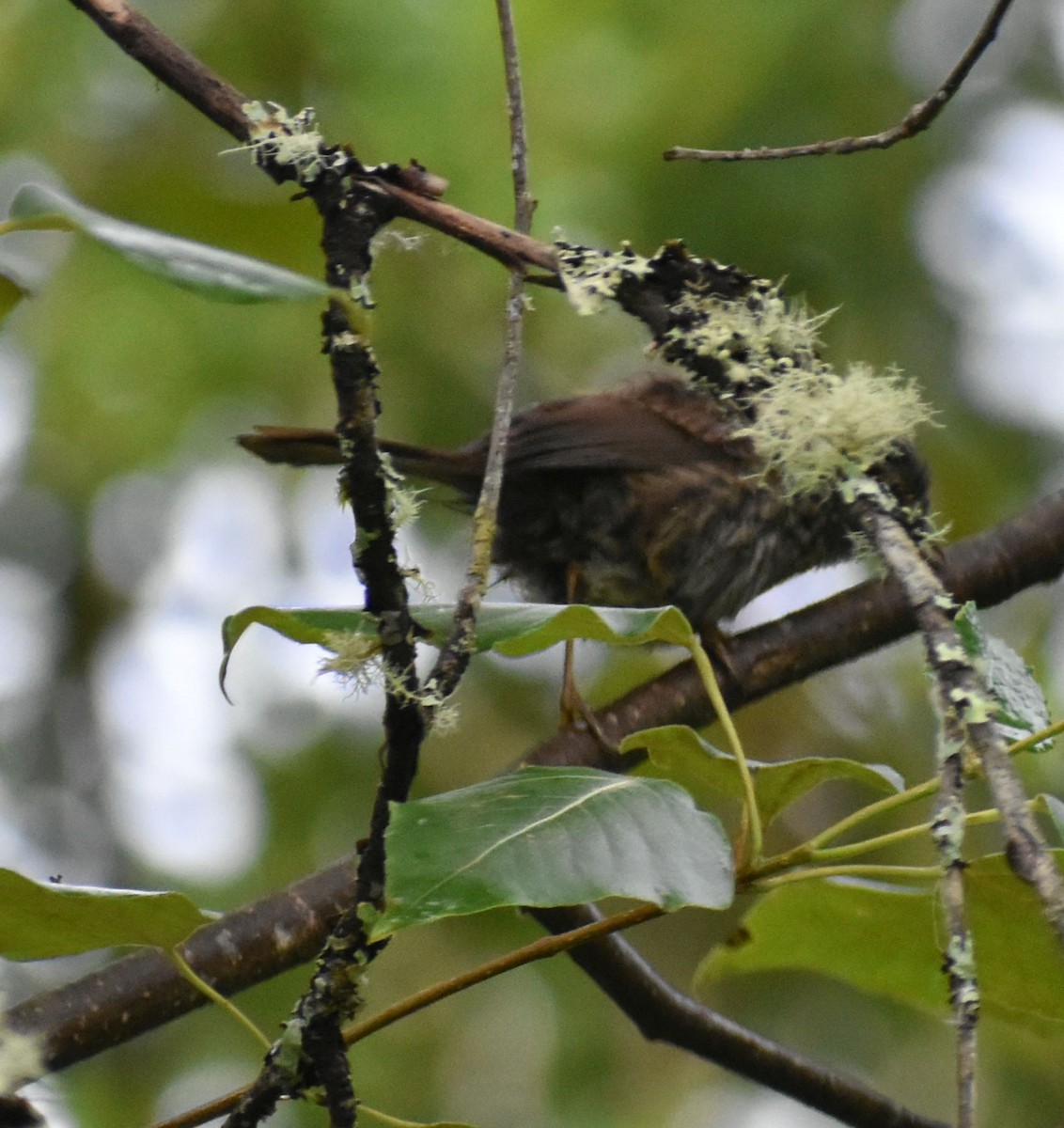 Song Sparrow - Sally Anderson