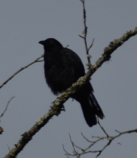 American Crow - Sally Anderson