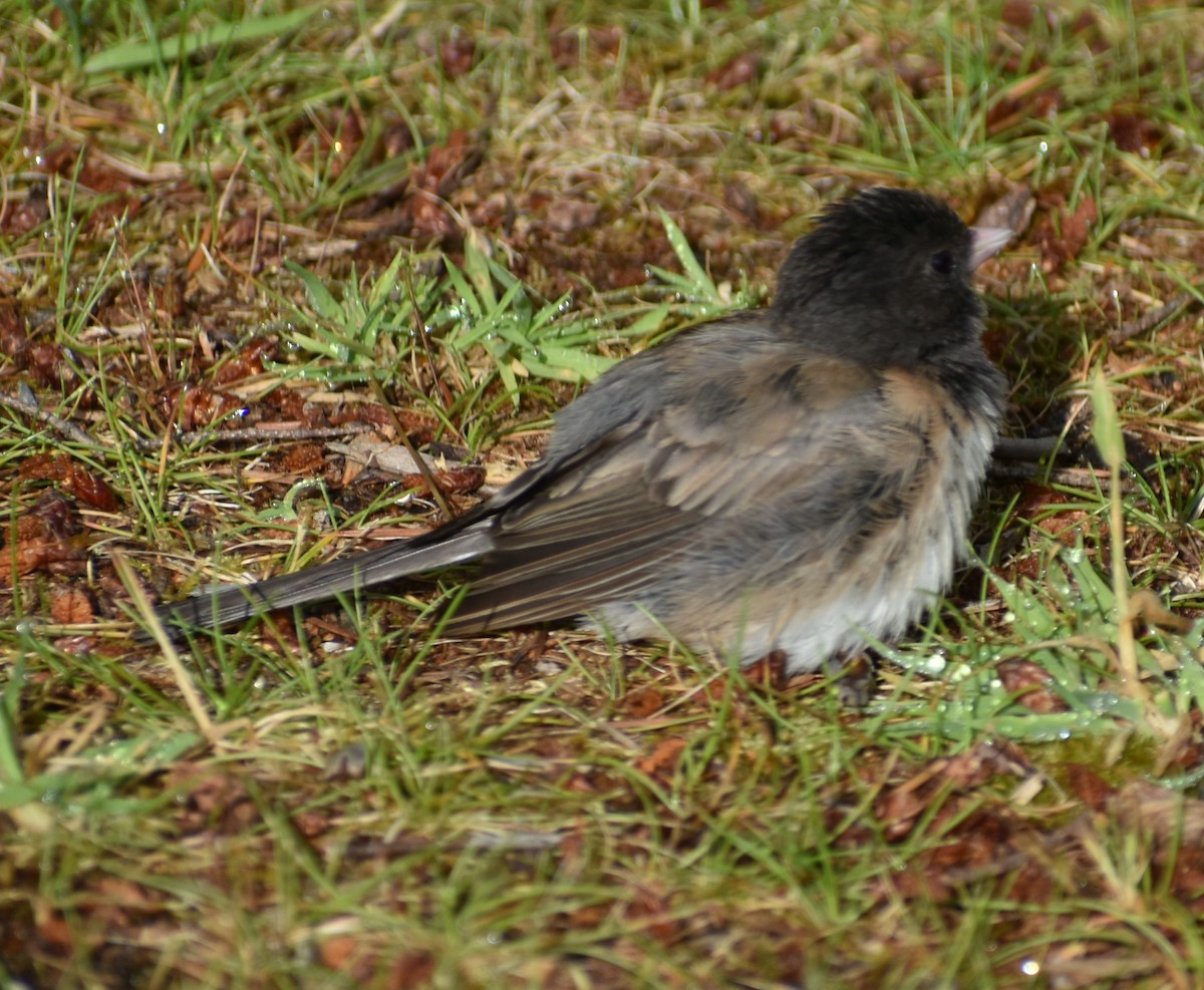 Dark-eyed Junco - Sally Anderson