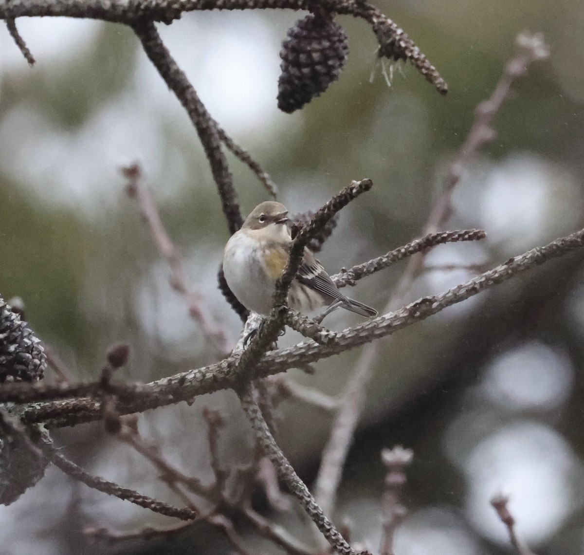 Yellow-rumped Warbler (Myrtle) - ML614086809
