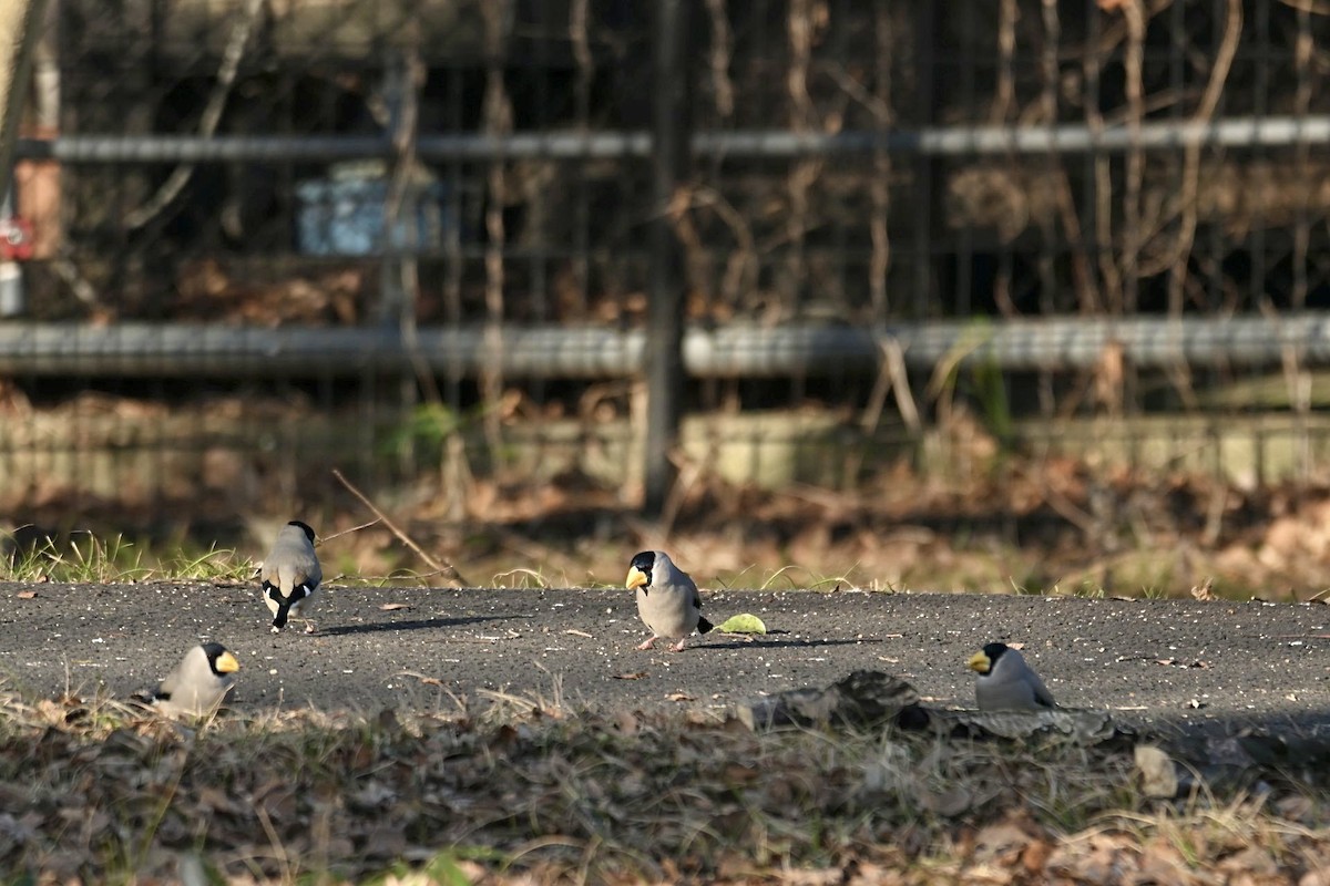 Japanese Grosbeak - Hideki Sekimoto