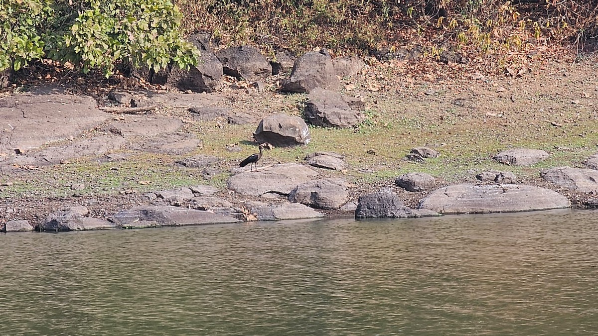 Red-naped Ibis - ML614086817