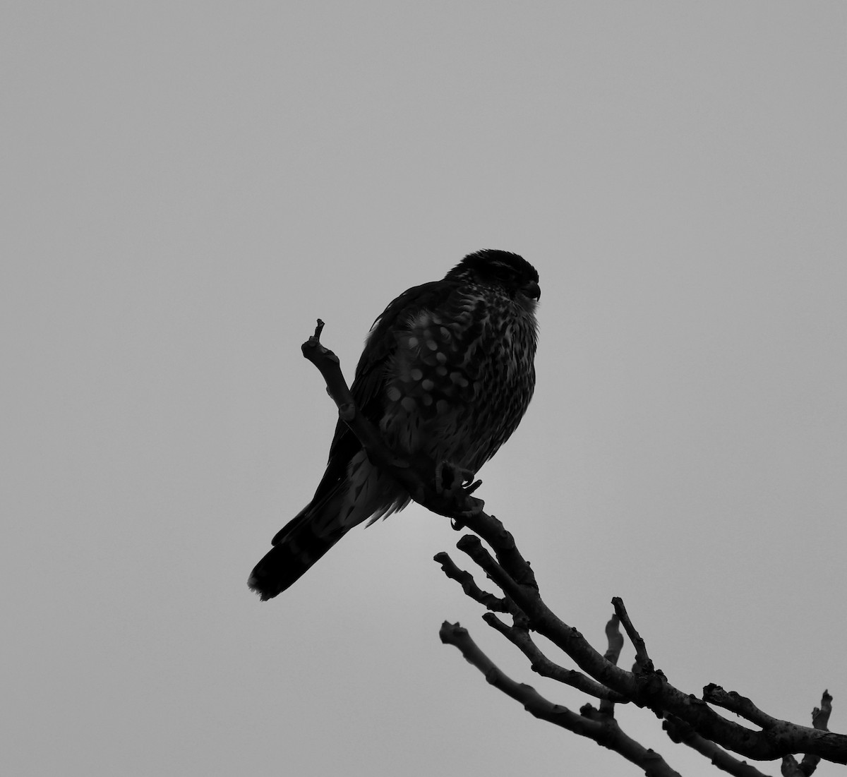 Merlin - ML614086867