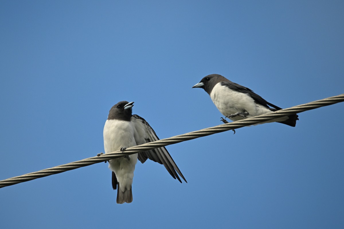 White-breasted Woodswallow - Alfred & Hidi Lau