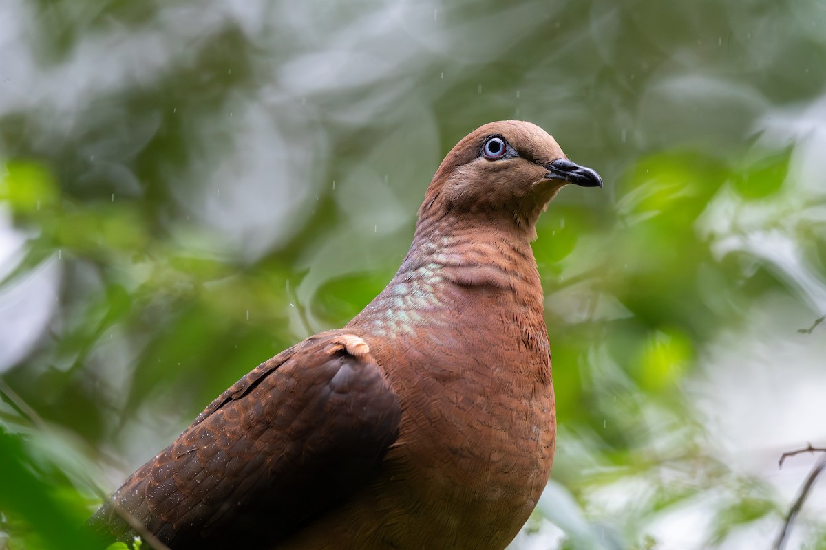 Brown Cuckoo-Dove - ML614087001