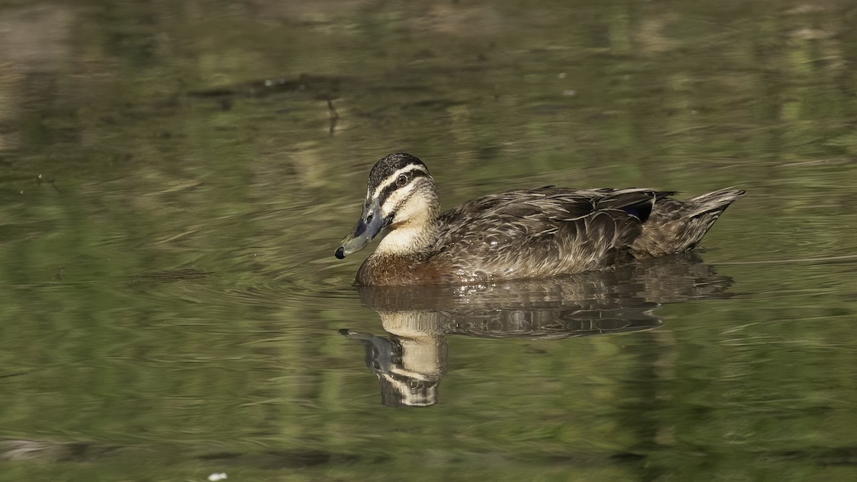 Pacific Black Duck - ML614087004