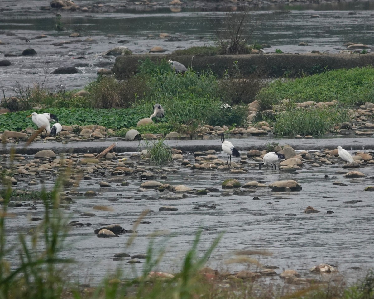 African Sacred Ibis - ML614087023