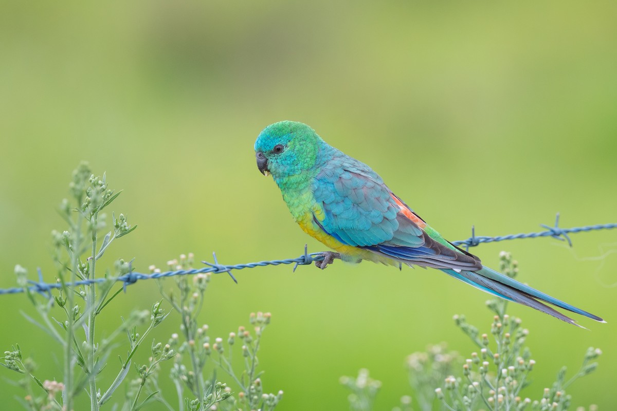 Red-rumped Parrot - ML614087033