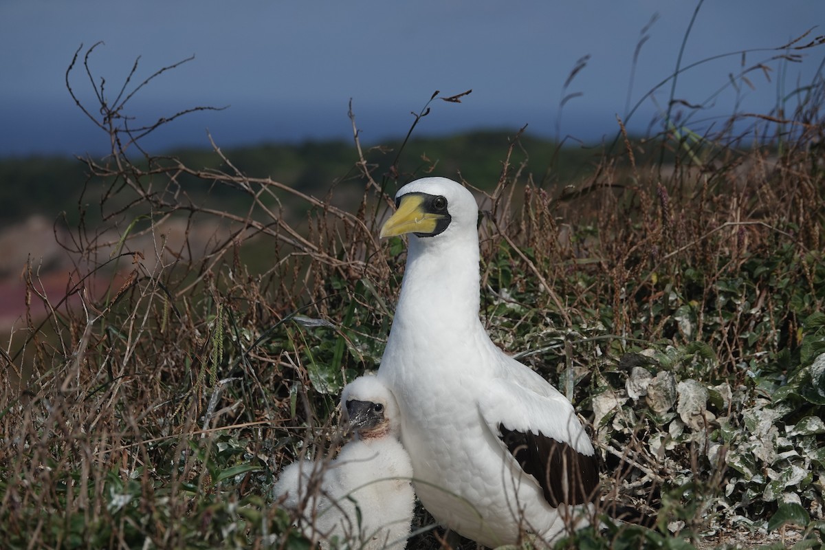 Masked Booby - ML614087075