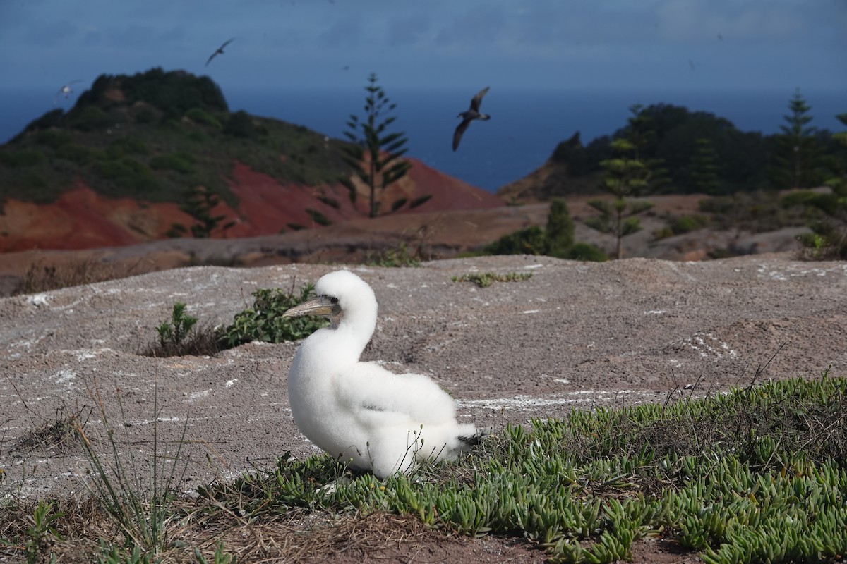 Masked Booby - ML614087076