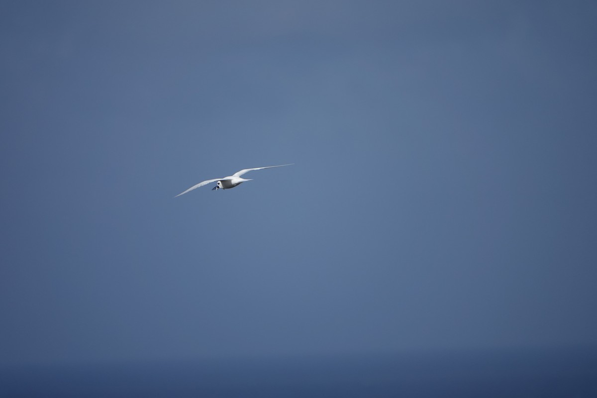 White Tern (Pacific) - ML614087103