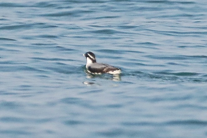 Guillemot à cou blanc - ML614087129