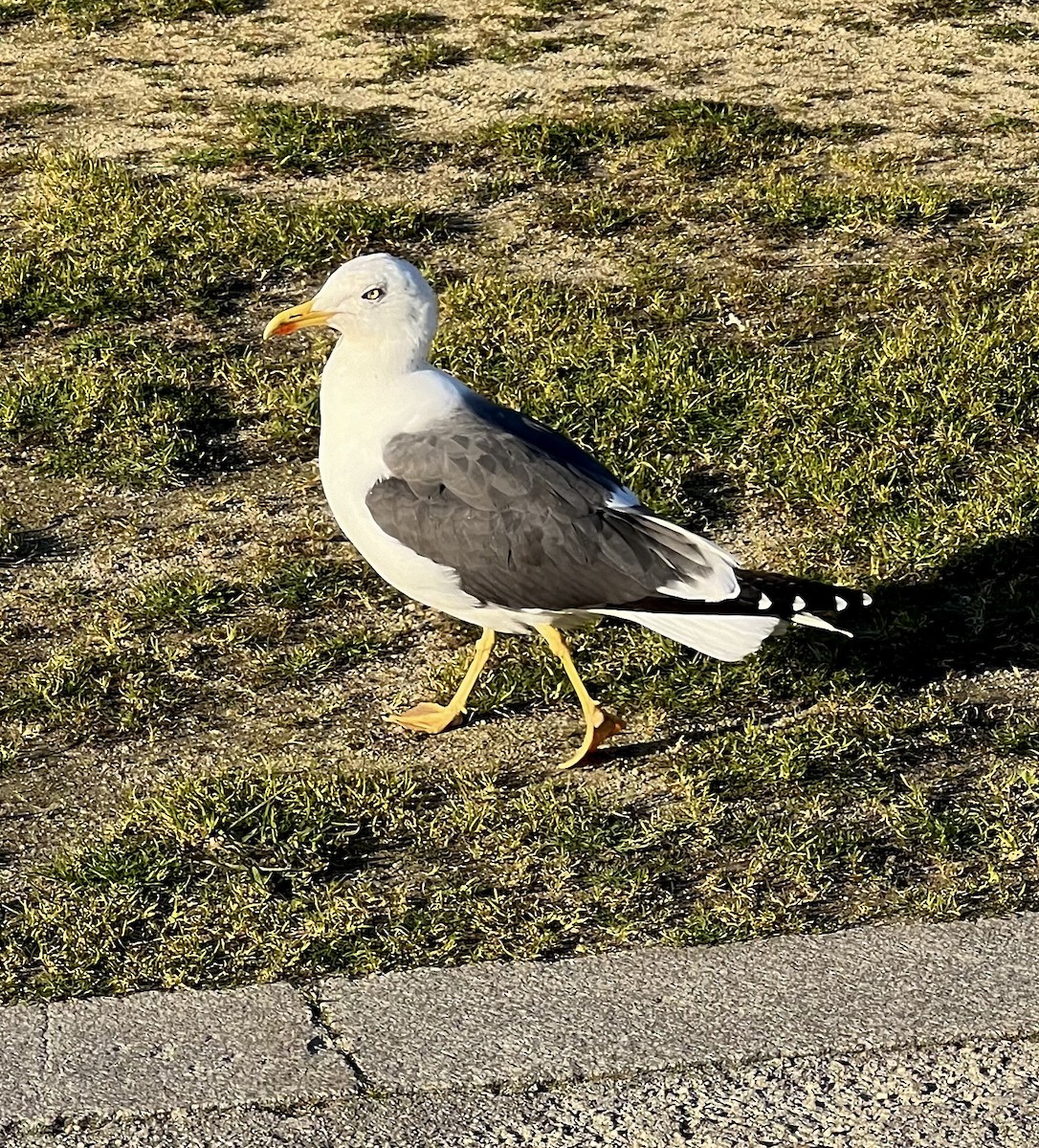 Lesser Black-backed Gull - ML614087137