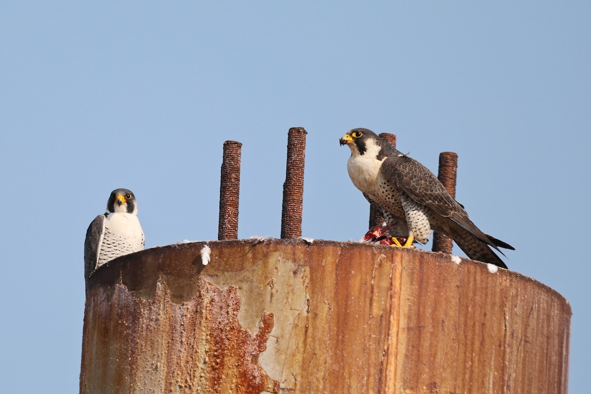 Peregrine Falcon - ML614087144