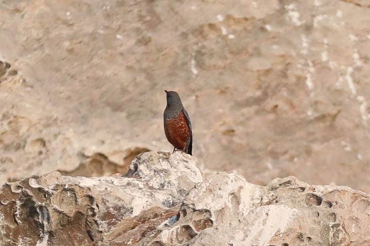 Blue Rock-Thrush - ML614087147