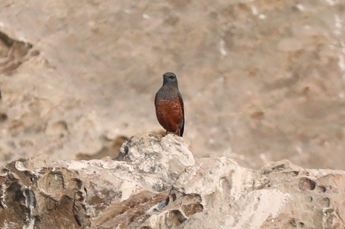 Blue Rock-Thrush - ML614087148