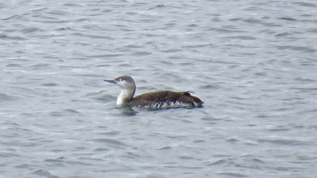 Red-throated Loon - ML614087161