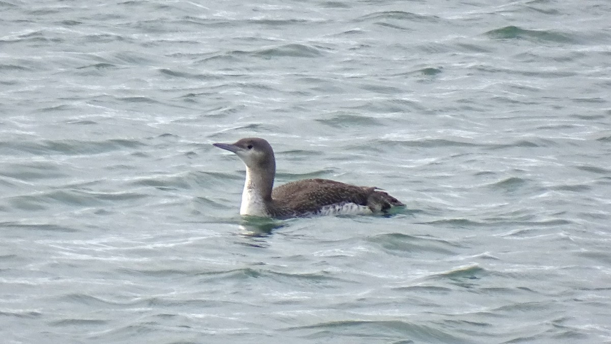 Red-throated Loon - ML614087162