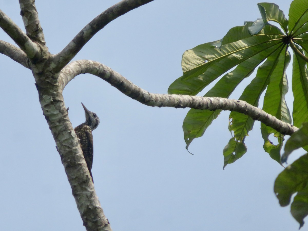 Golden-crowned Woodpecker - Alexis Lamek