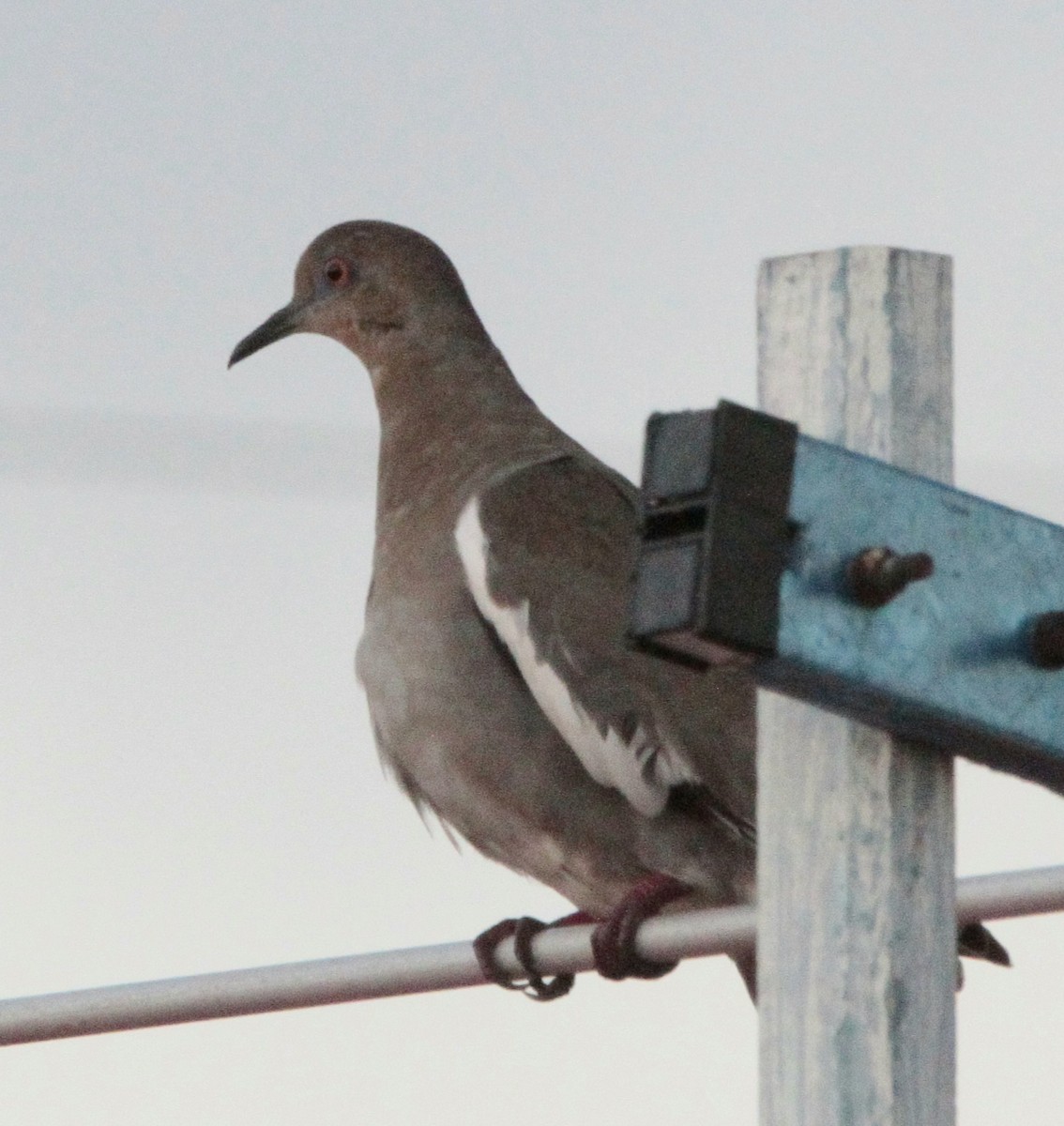 White-winged Dove - ML614087223