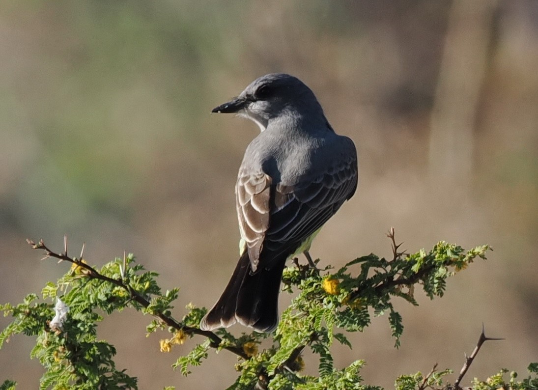 Western Kingbird - ML614087225