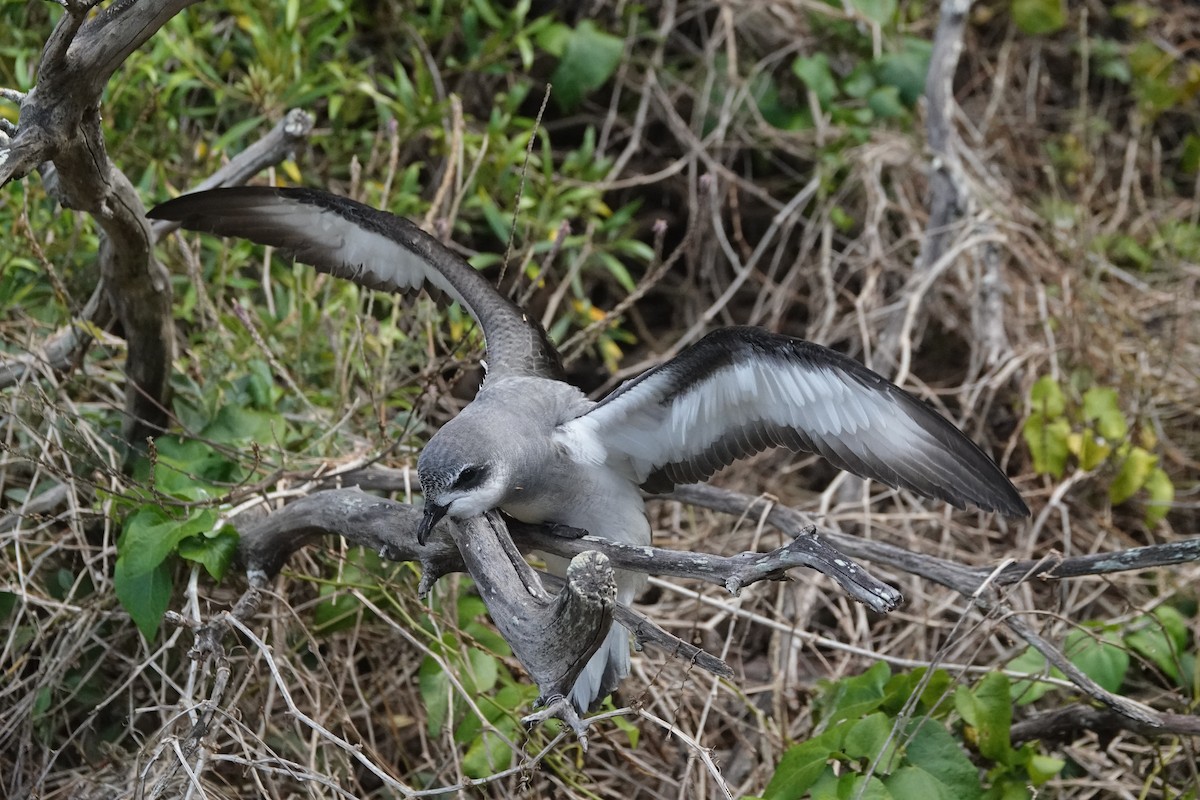 Black-winged Petrel - ML614087229