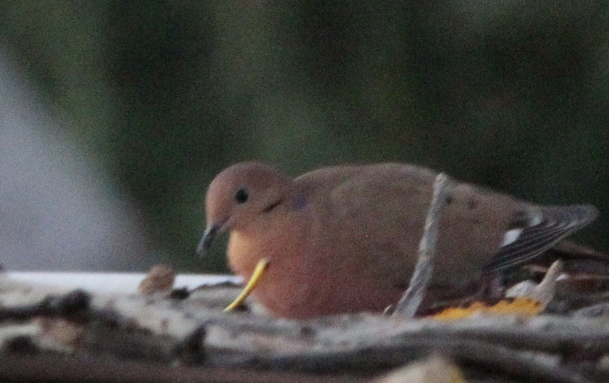 Zenaida Dove - ML614087230