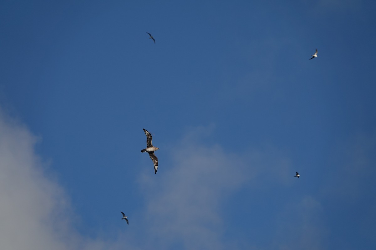 Kermadec Petrel - ML614087236