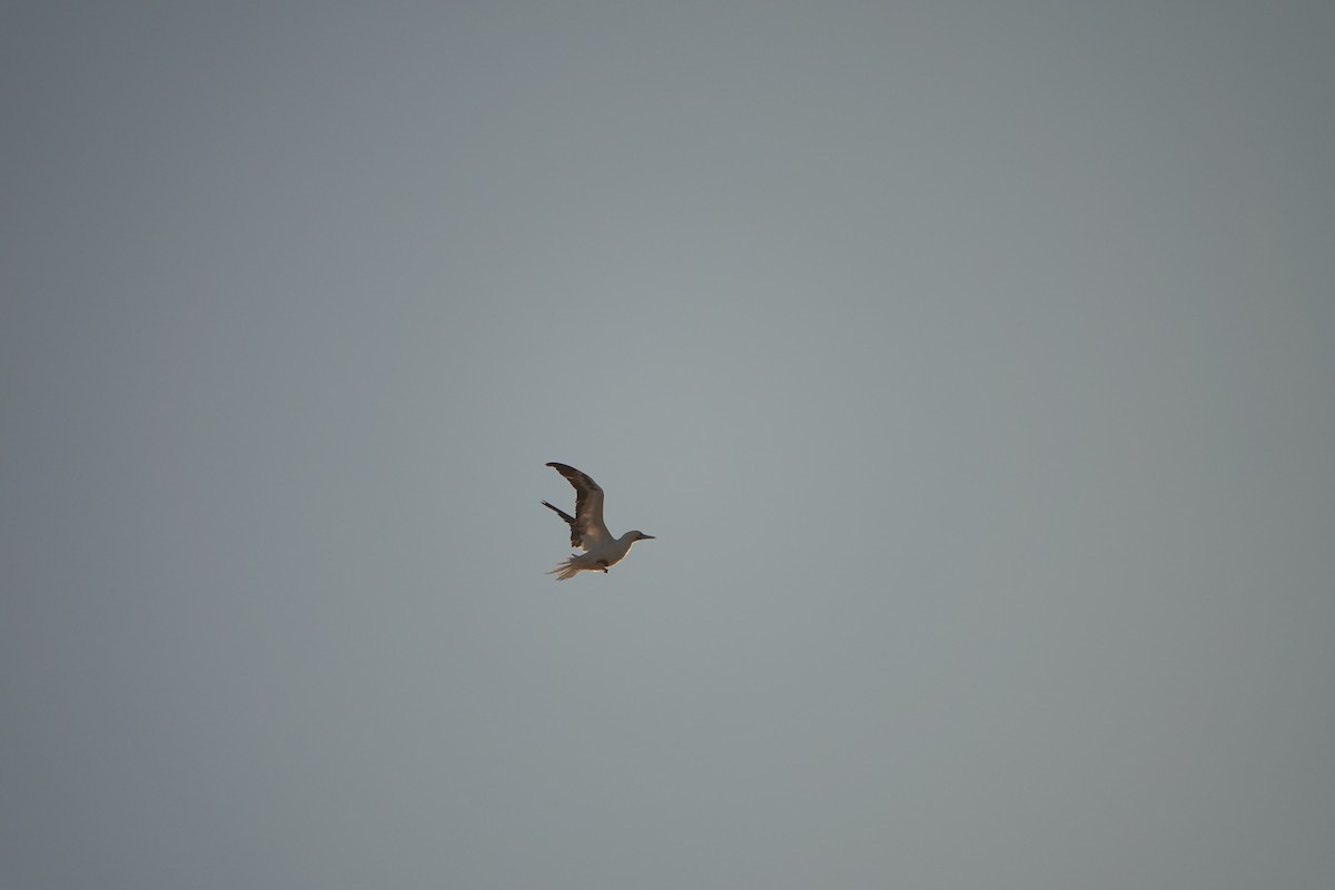 Red-footed Booby - ML614087260