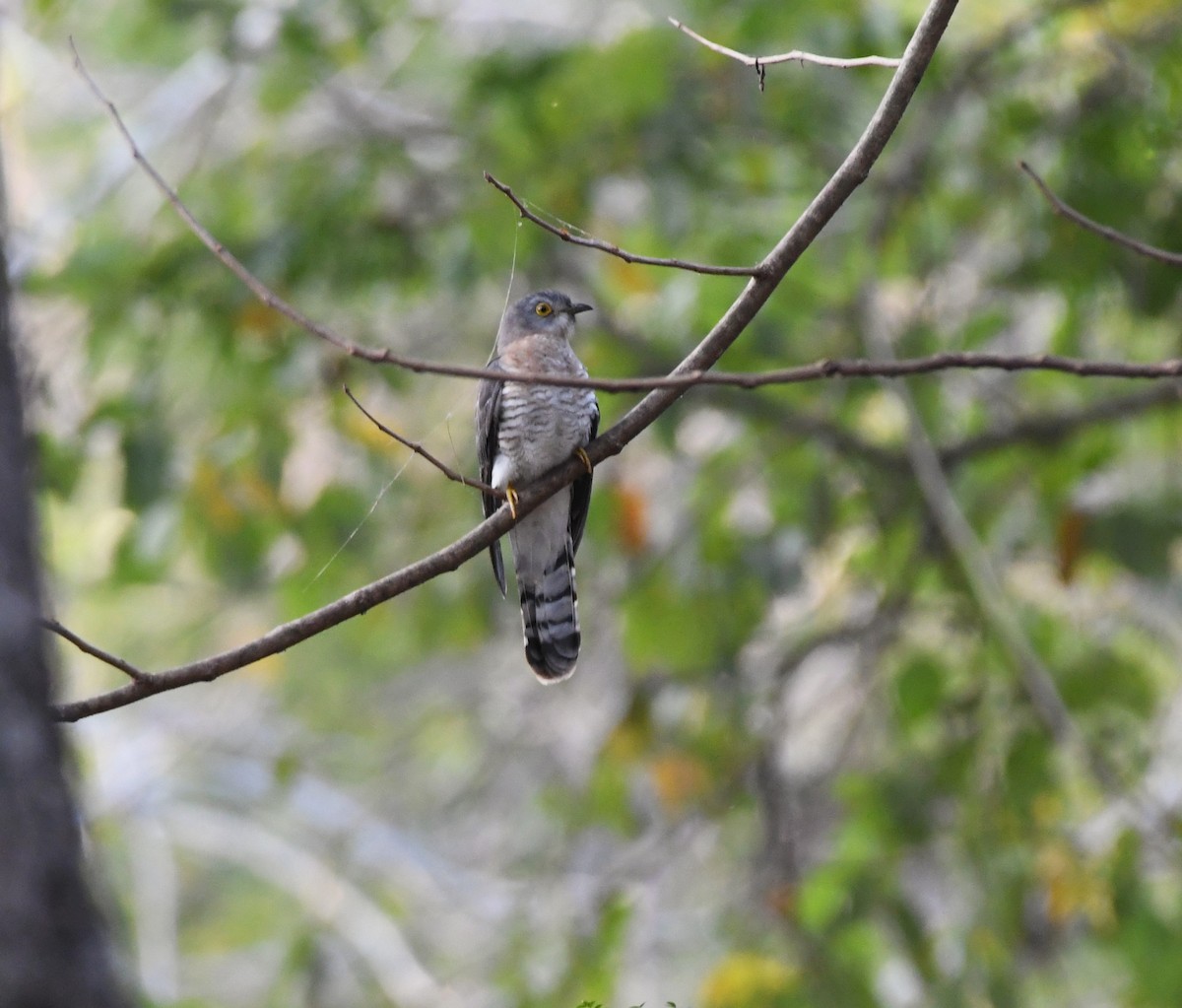 Common Hawk-Cuckoo - mathew thekkethala