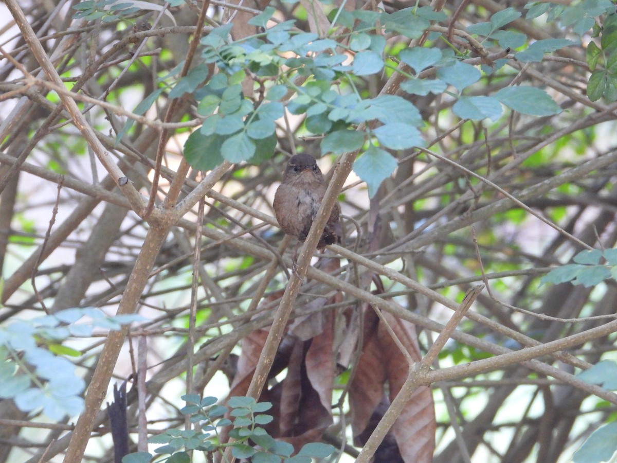 Eurasian Wren - ML614087515