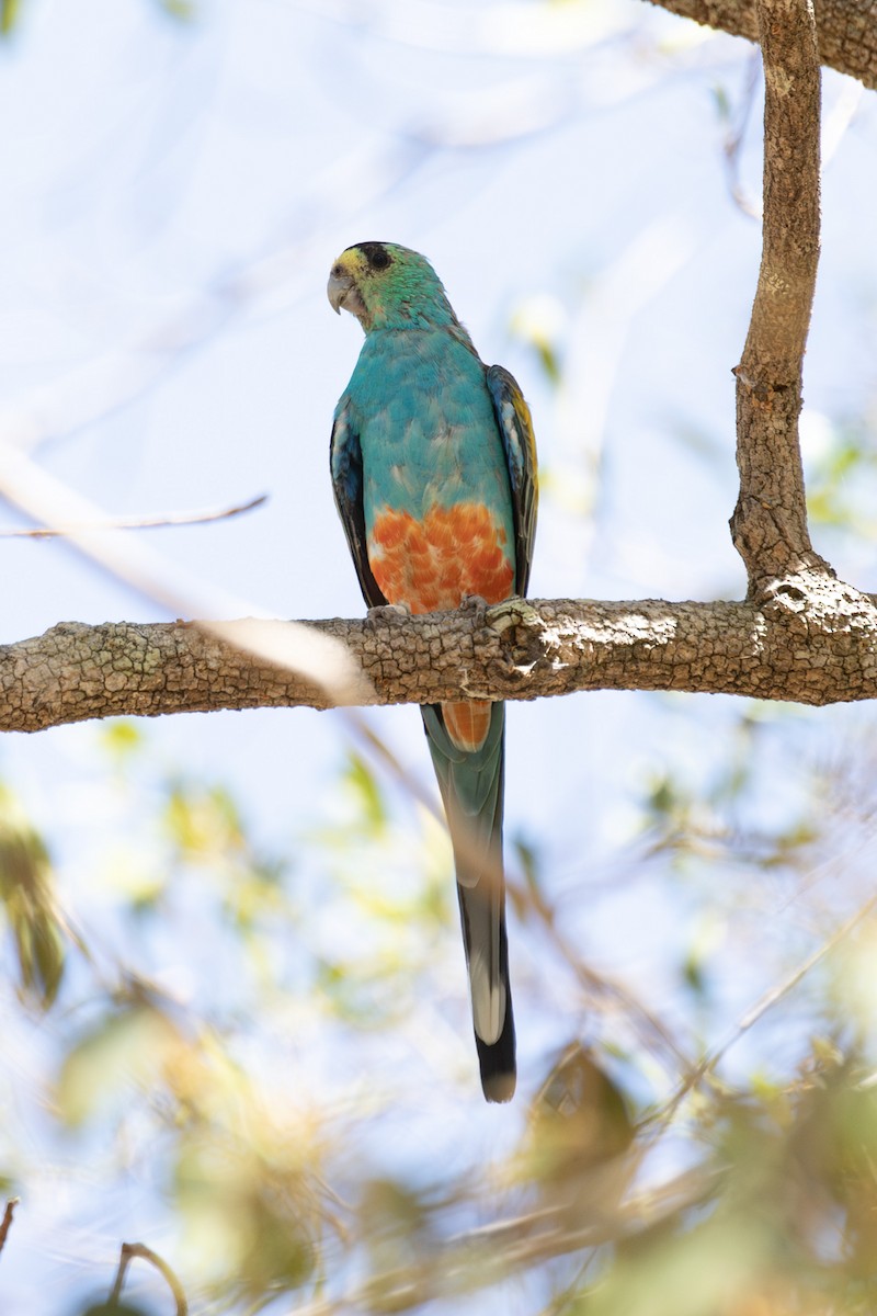 Golden-shouldered Parrot - Isaac Clarey