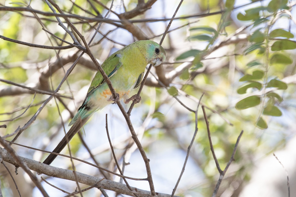 Golden-shouldered Parrot - Isaac Clarey