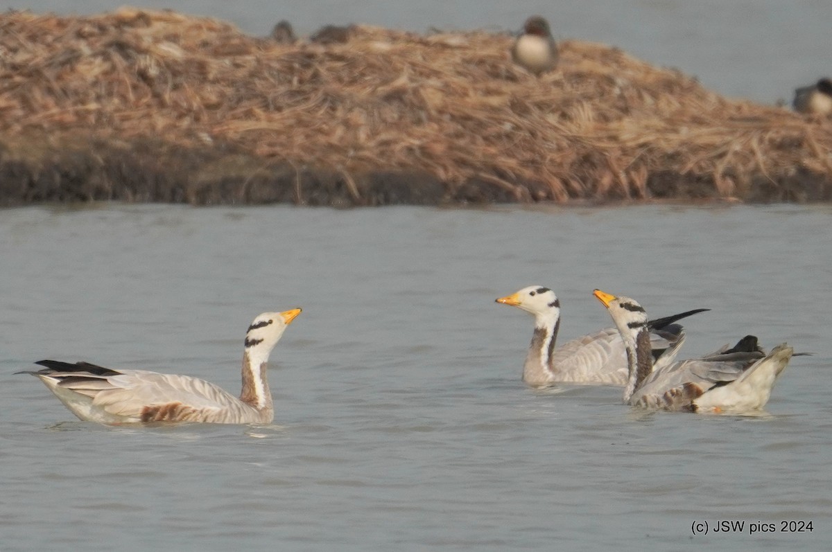 Bar-headed Goose - ML614087563