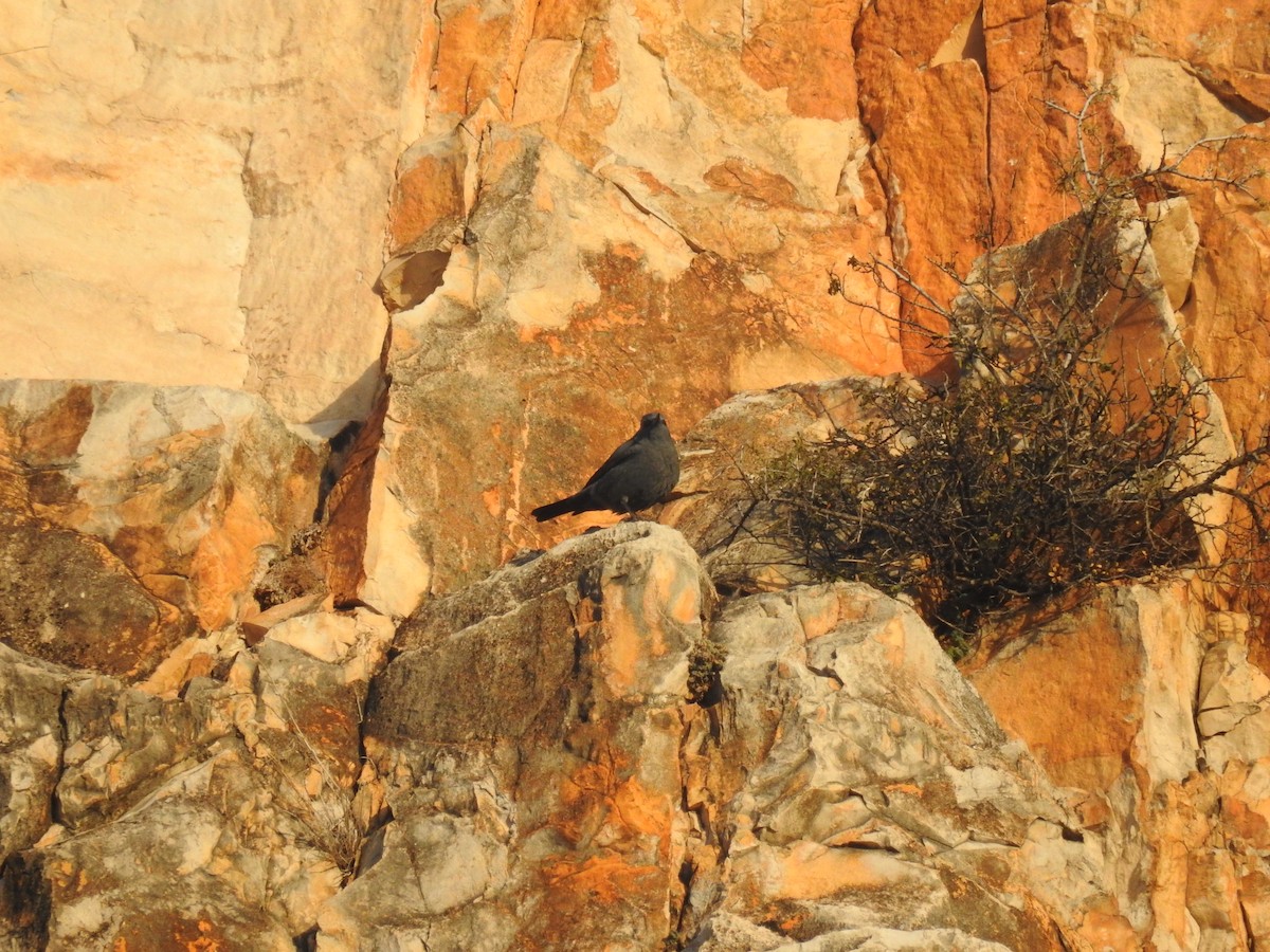 Blue Rock-Thrush - Diego  Uche Rodriguez