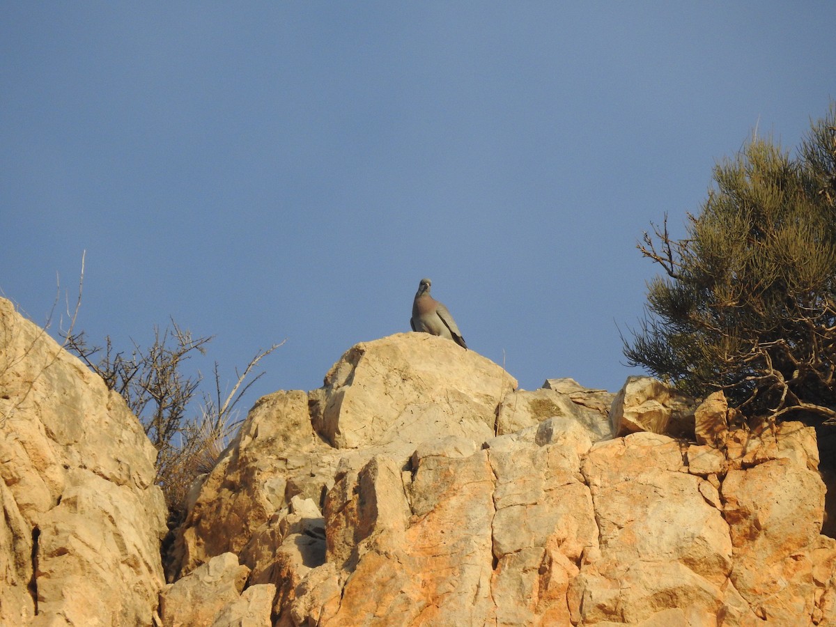 Stock Dove - ML614087591