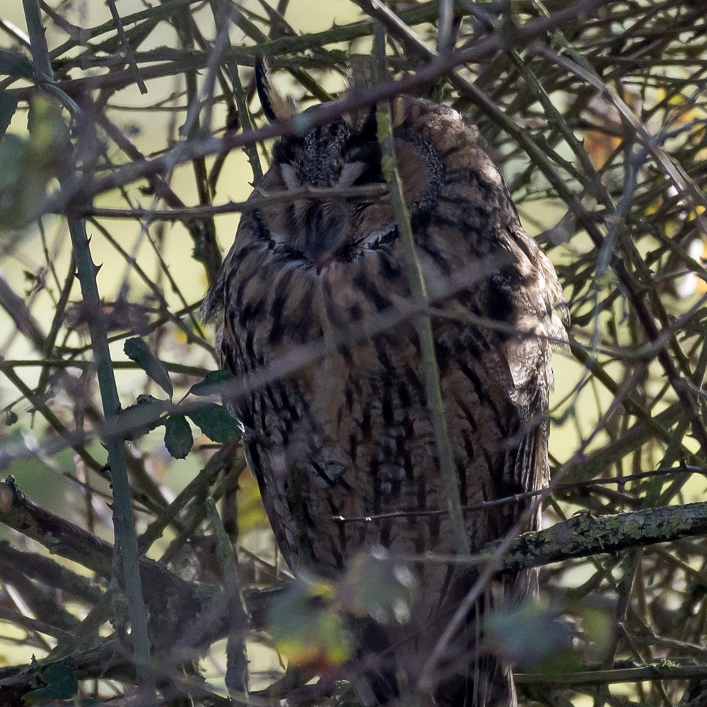 Long-eared Owl - ML614087623