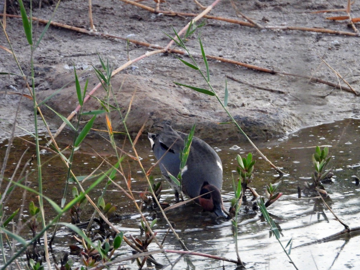 Green-winged Teal (American) - Mauricio del Pozo López