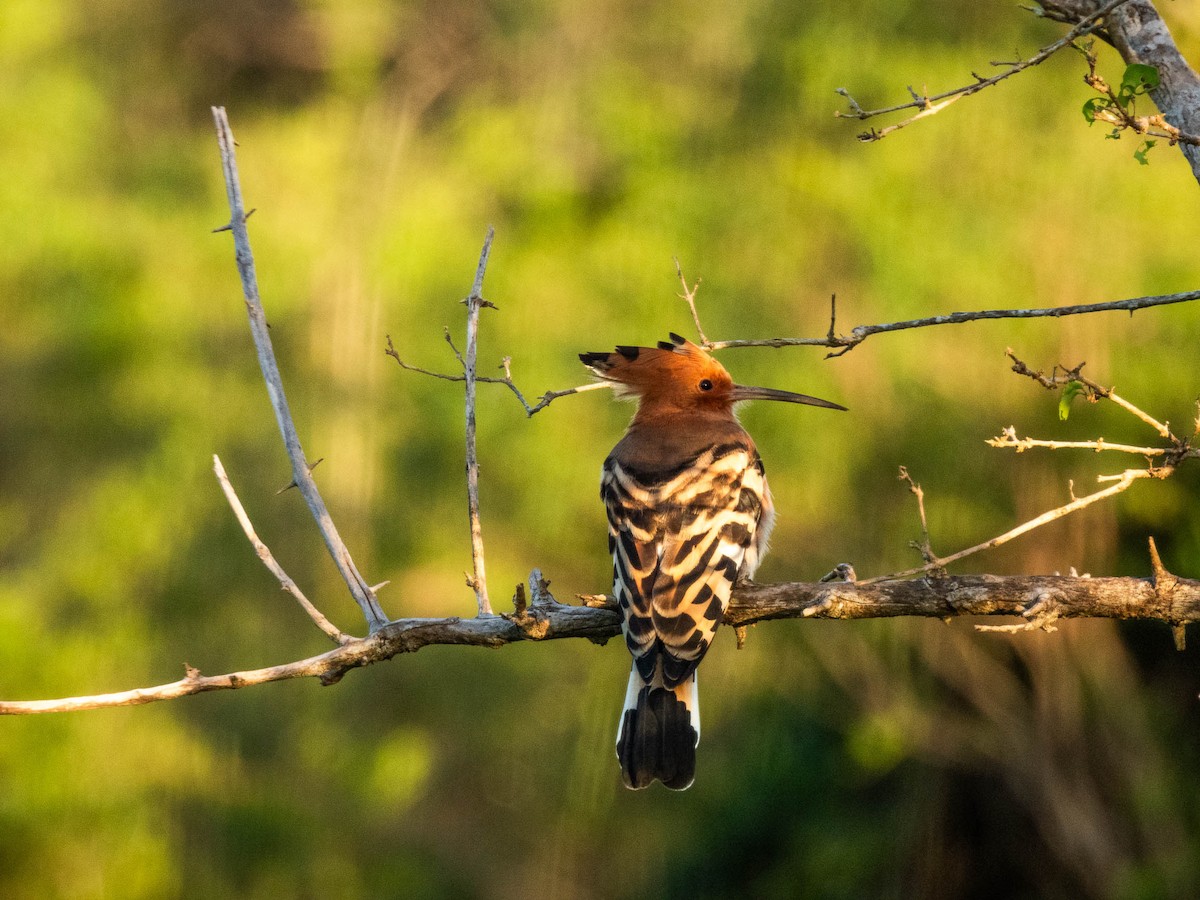 Eurasian Hoopoe - ML614087656